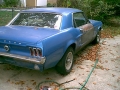mustang1